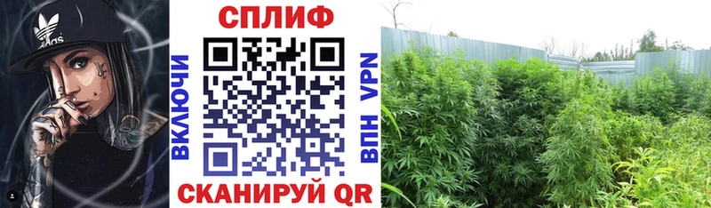 Конопля конопля  Заозёрный 